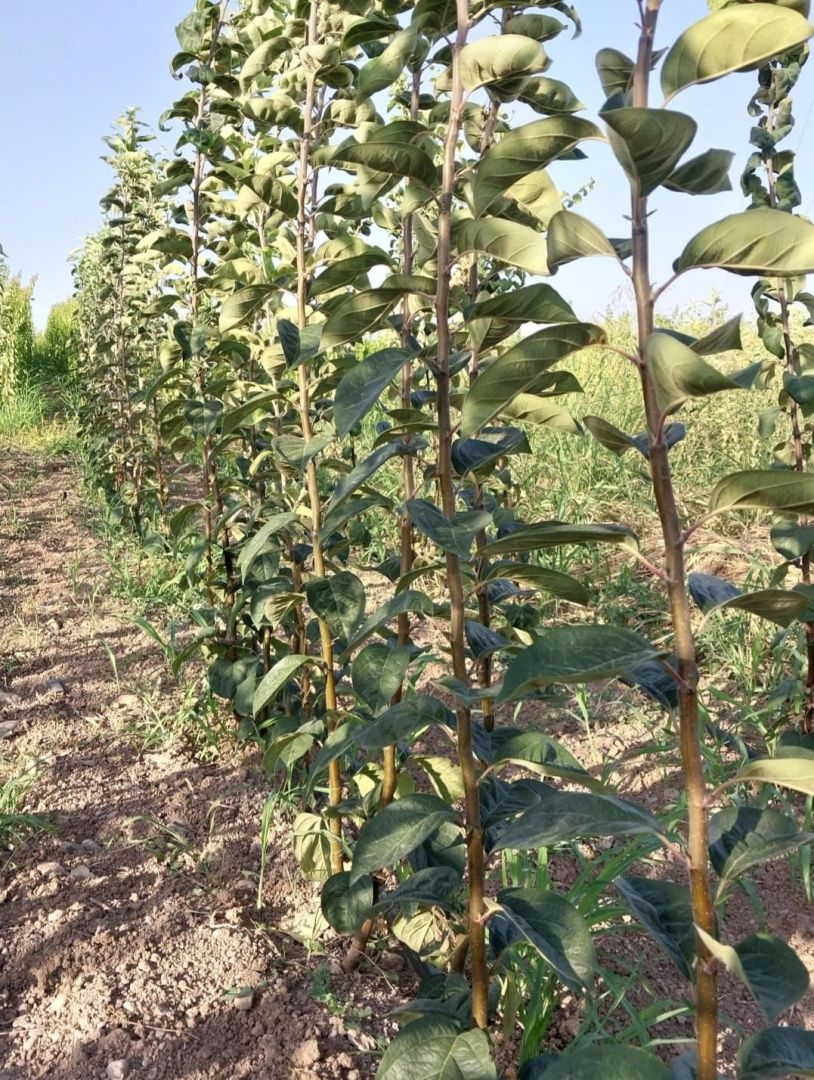 Meyve Fidanı Üretim sahası