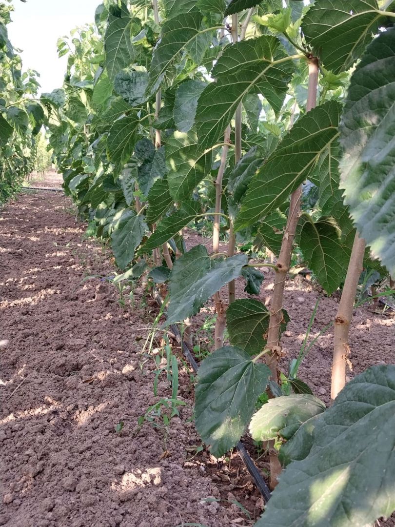 Meyve Fidanı Üretim sahası