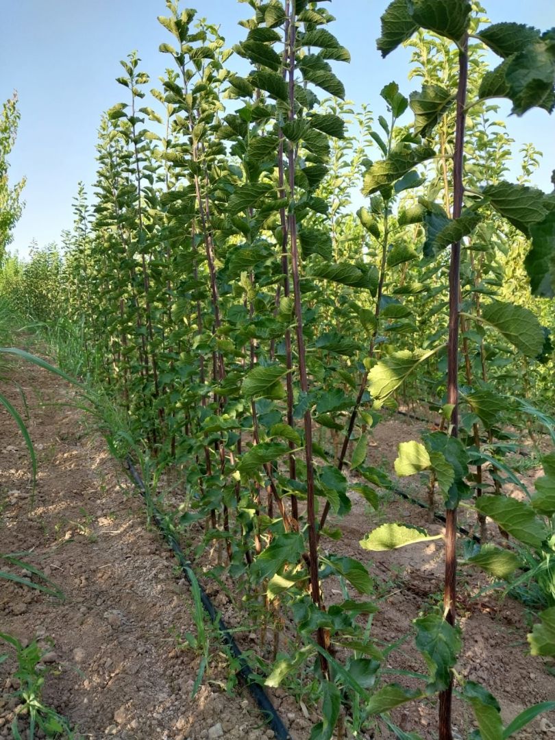 Meyve Fidanı Üretim sahası