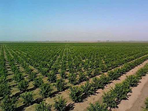 Anahtar Teslim Bahçe Kurulumu