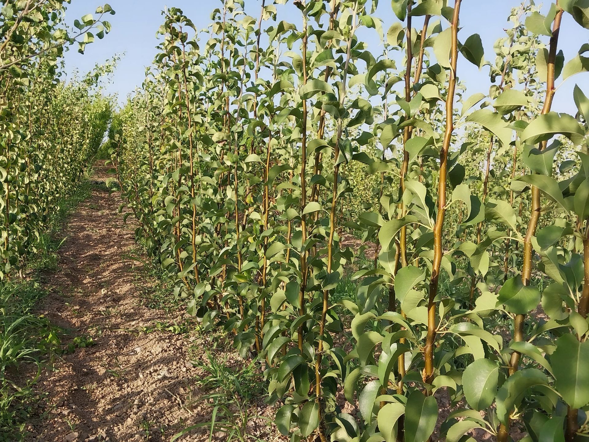 Meyve Fidanlarımız