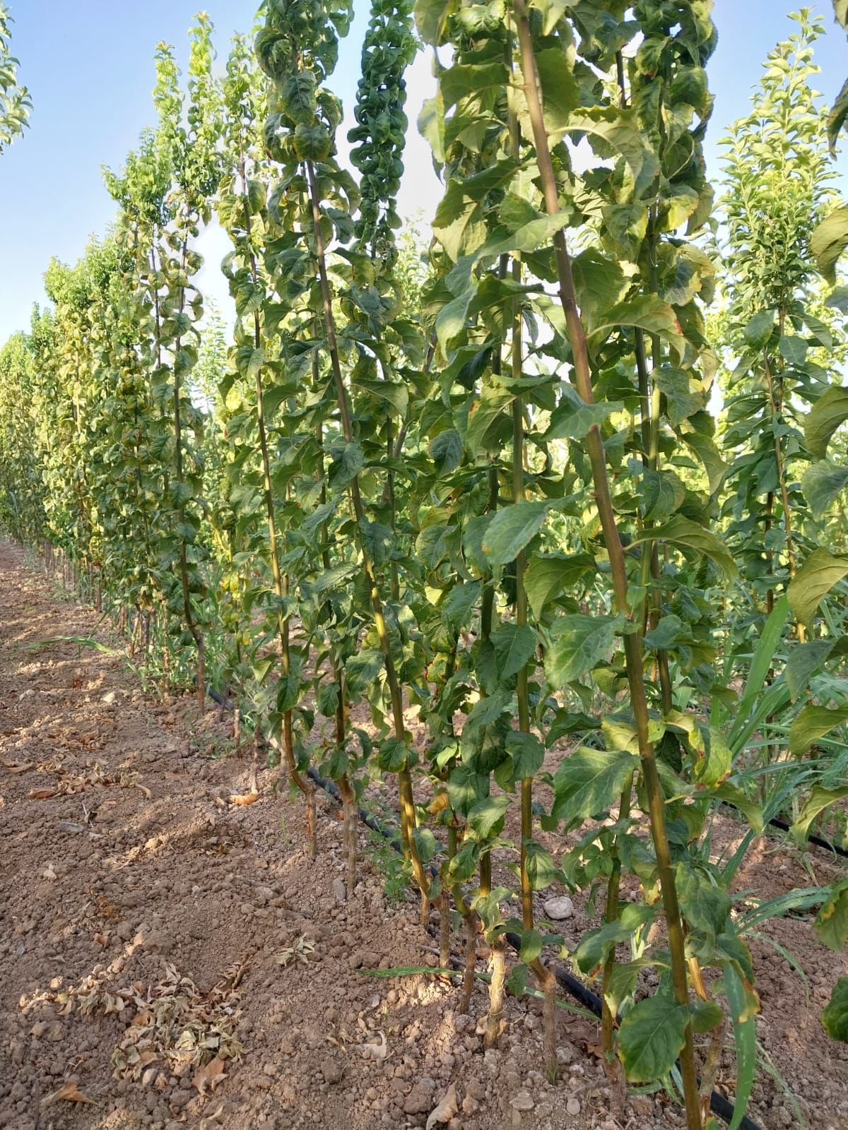 Meyve Fidanı Üretim sahası