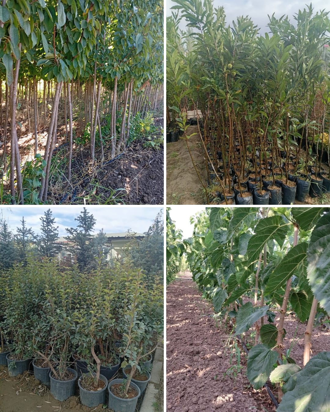 Aşılı Meyve Fidanları 